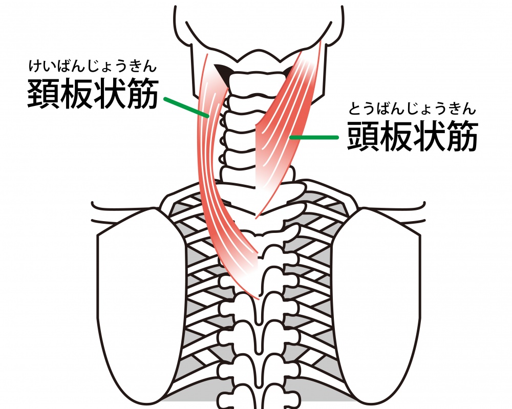 板状筋